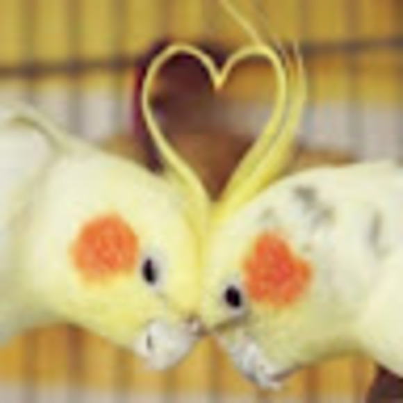 Meet your Posher, J.j. - Picture 1 of 1